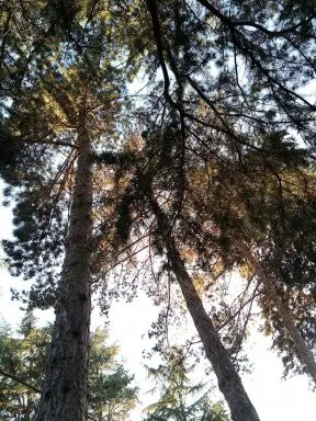 Cantimpalos, Podas y talas de árboes en altura Segovia 